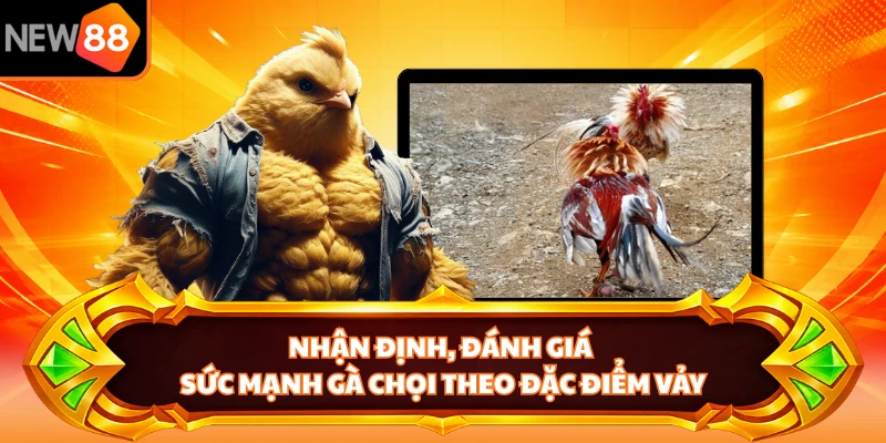 Nhận định, đánh giá sức mạnh gà chọi theo đặc điểm vảy 